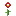 Poppy